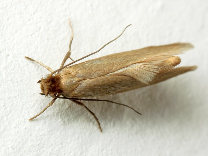 Tineola bisselliella (Hummel, 1823)